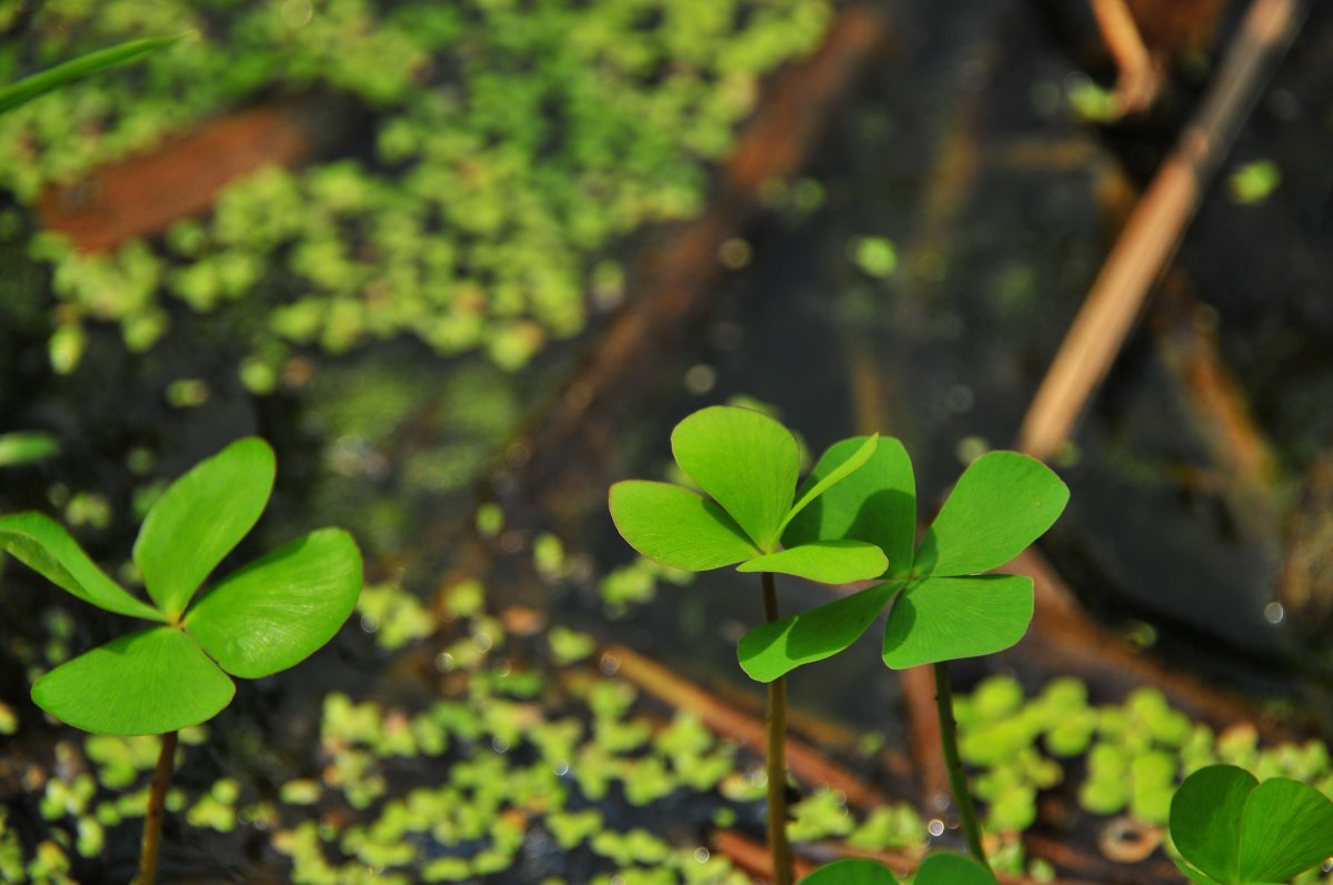 高清青绿四叶草图片