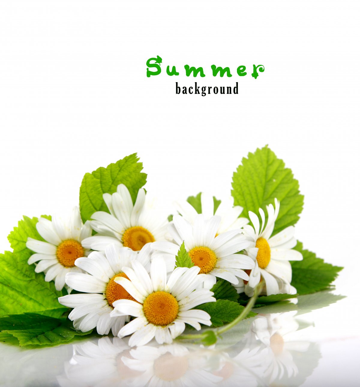 高清菊花背景图片