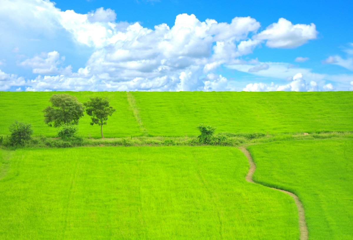 草地实景图图片