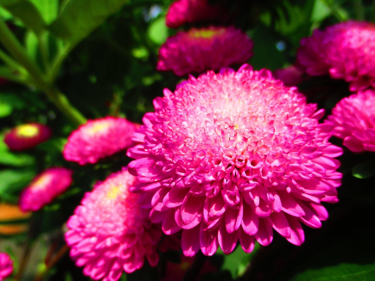 万寿菊微距图片