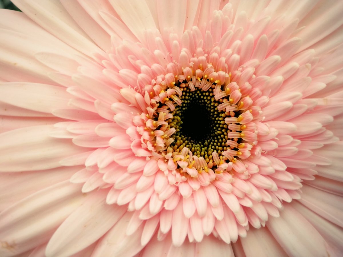 淡粉红色的菊花图片