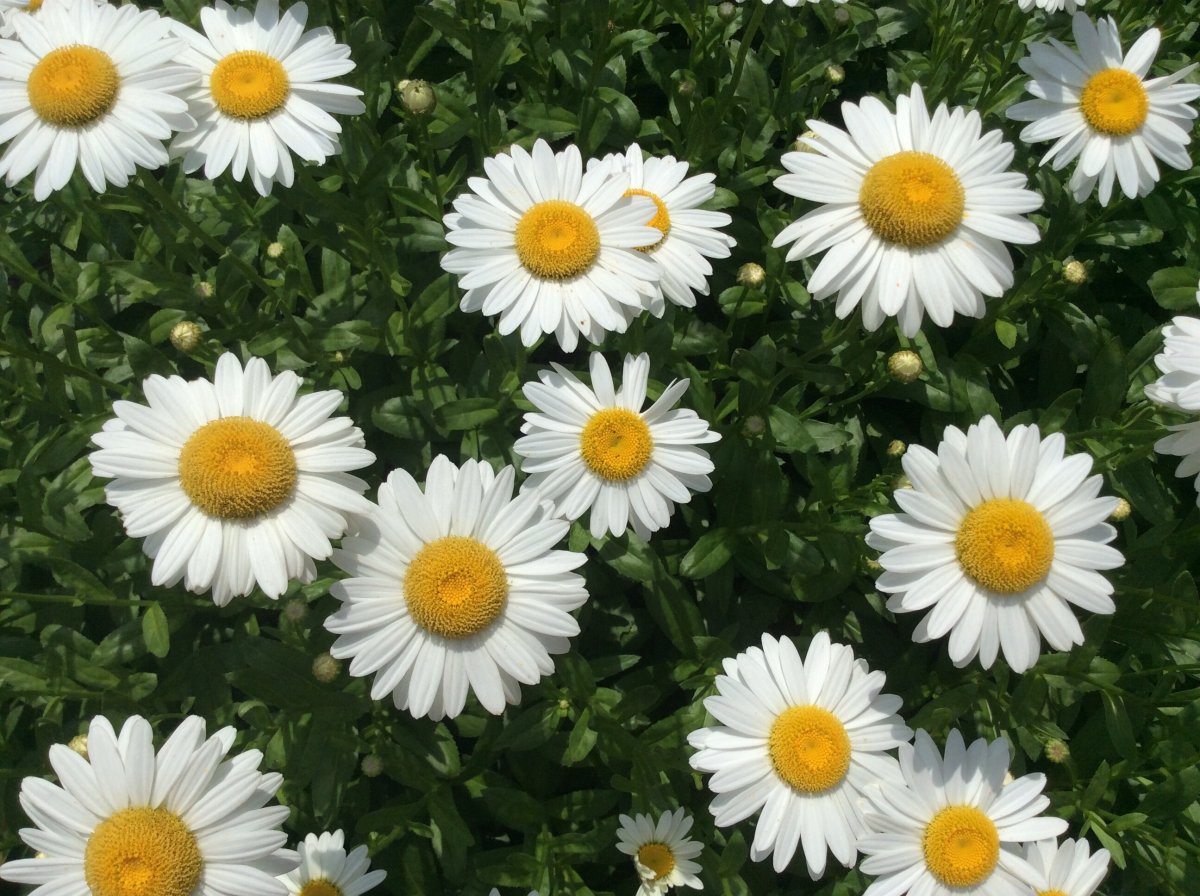 简介:一组精美的小雏菊花朵图片,雏菊,花朵,图片,标签:白色雏菊小雏菊