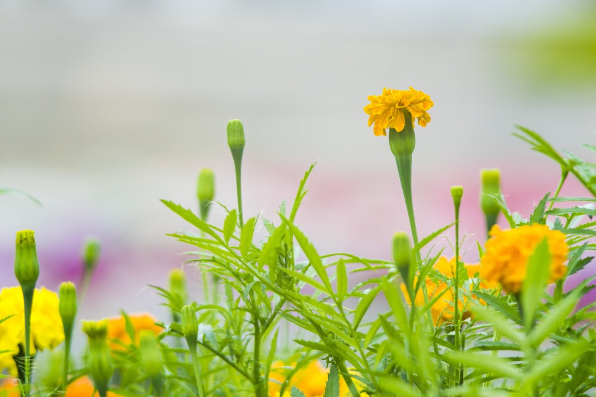 萬壽菊鮮花壁紙圖片