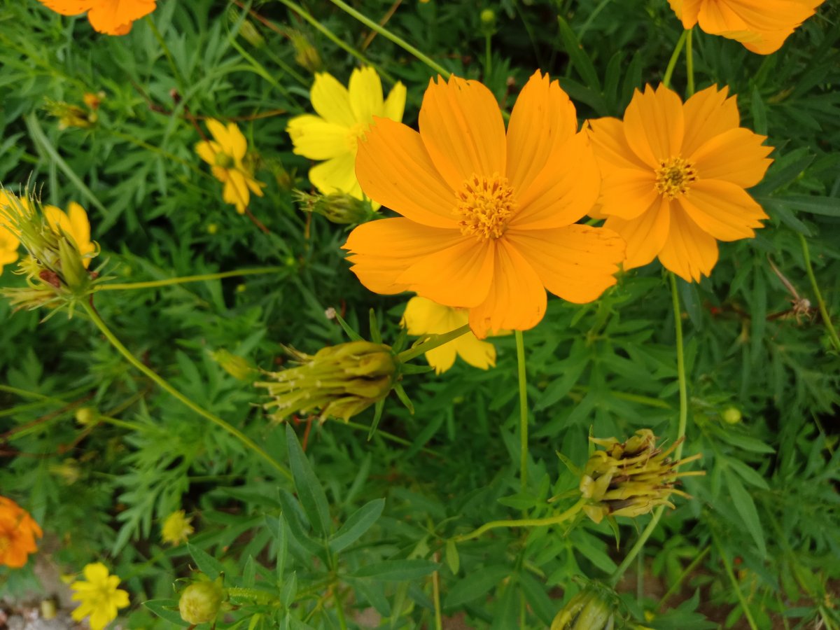 小雛菊花朵壁紙圖片