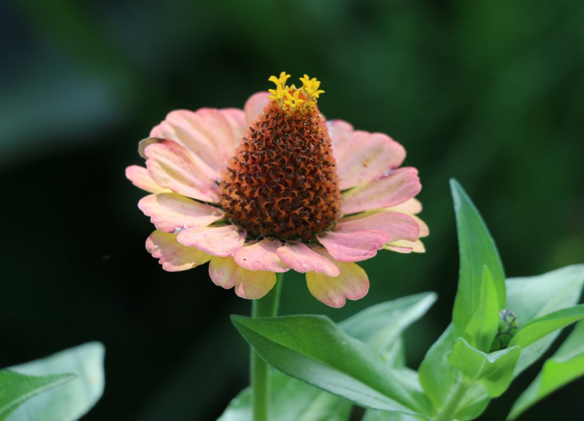 彩色松果菊花朵圖片