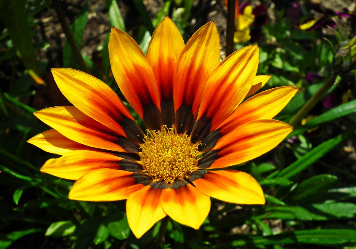 彩色菊花花朵图片,高清图片