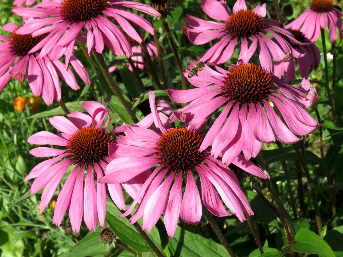 野生紫锥菊花朵图片
