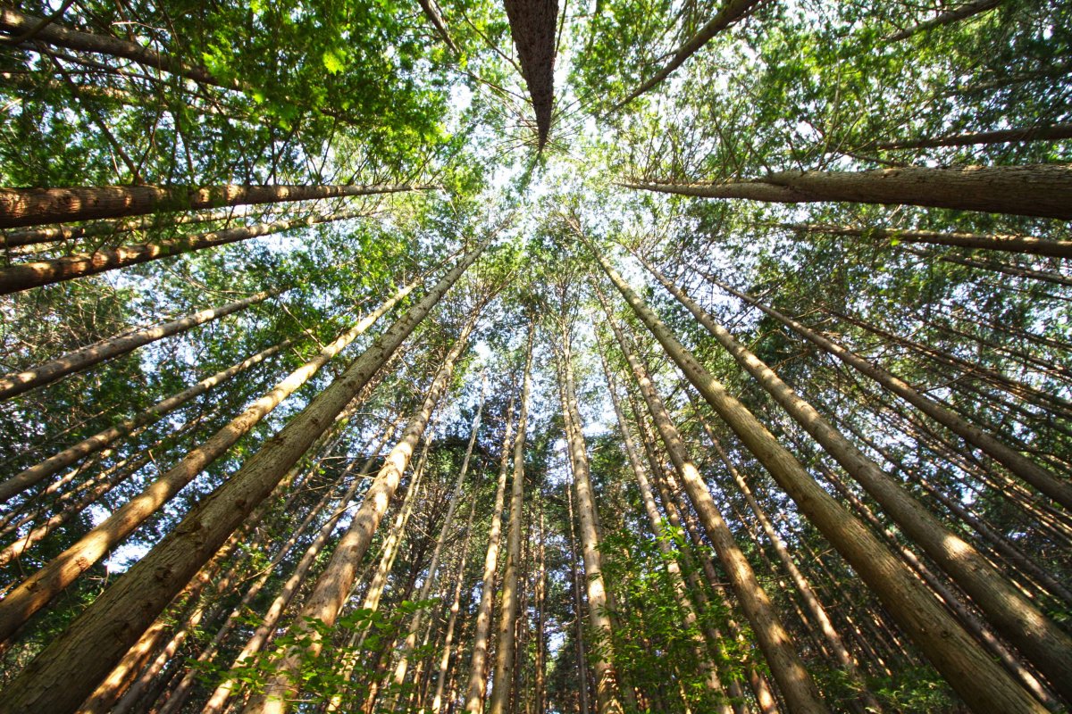 樹林攝影圖片