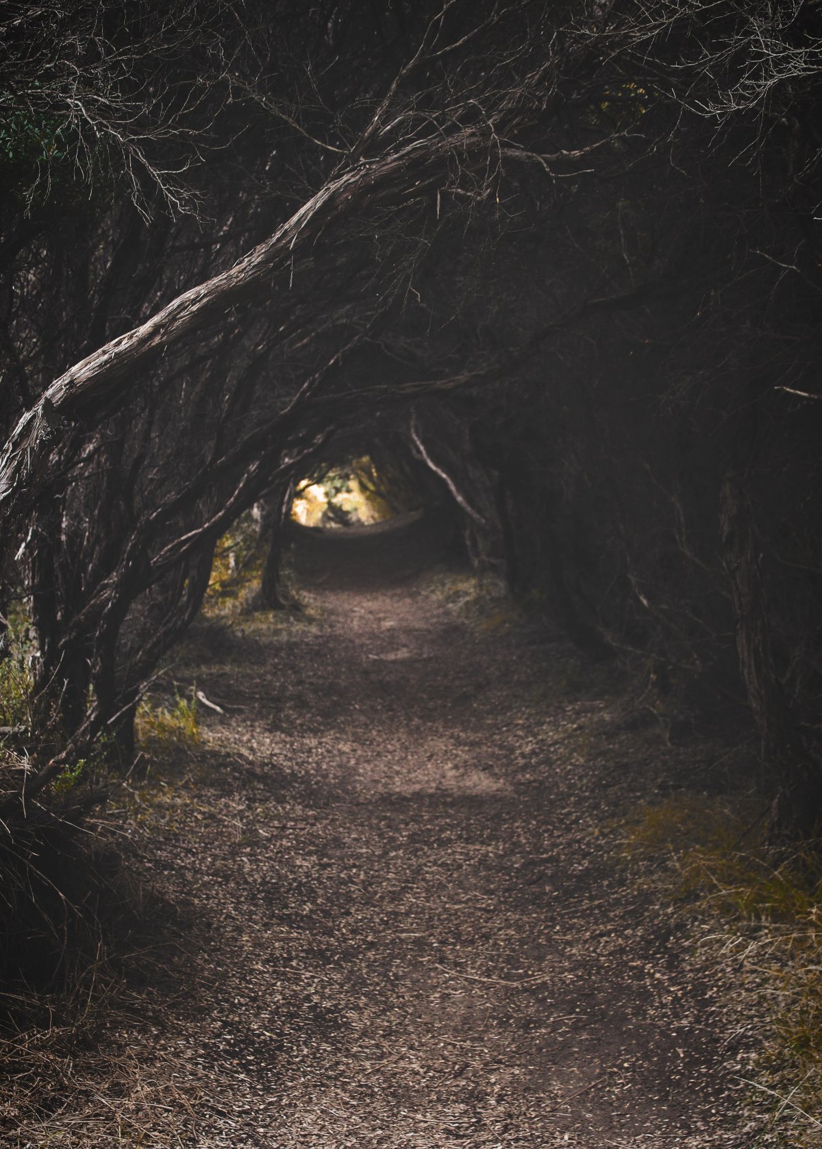 树林小路风景图片