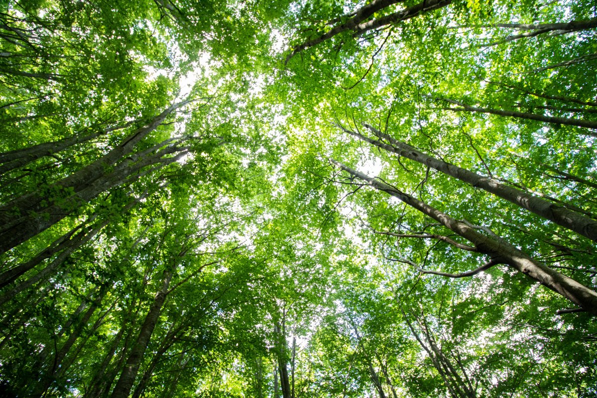 绿色,森林,树木,鸟瞰,图片,标签:绿色树林森林特别声明:本站所有图片