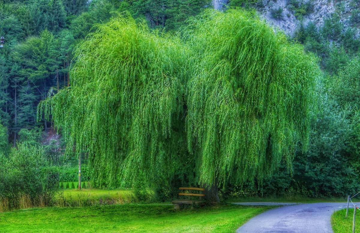 绿色柳树摄影图片,高清图片