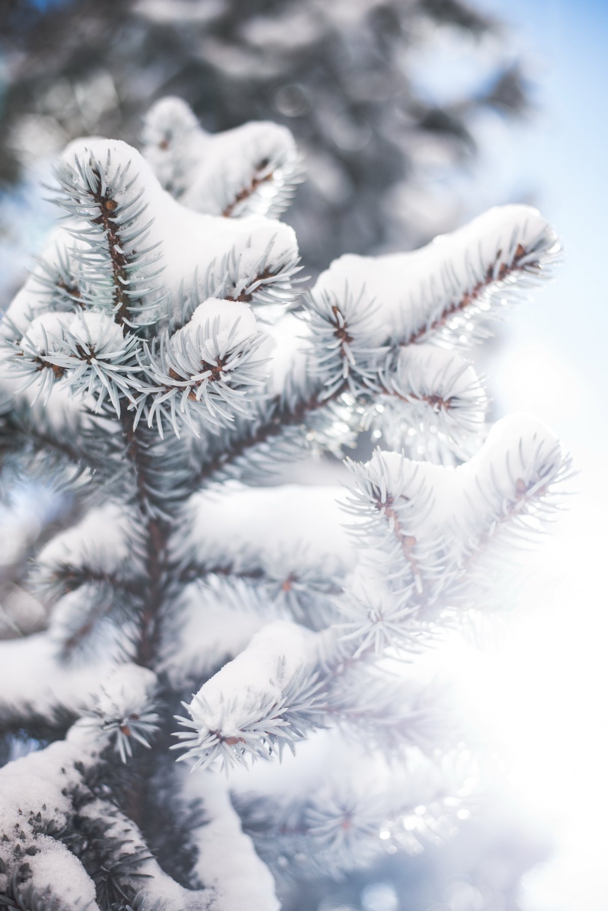 大棵雪松图片图片