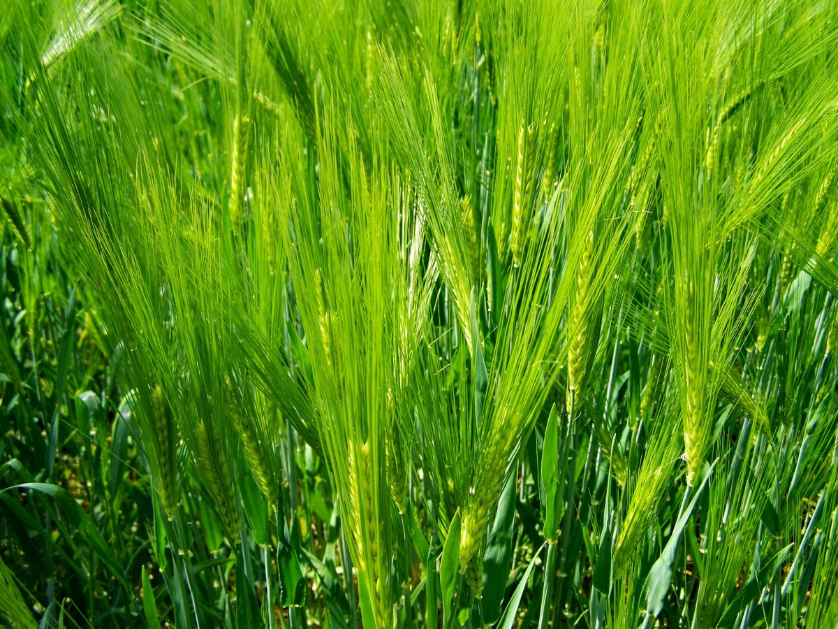 绿色小麦背景图片,高清图片
