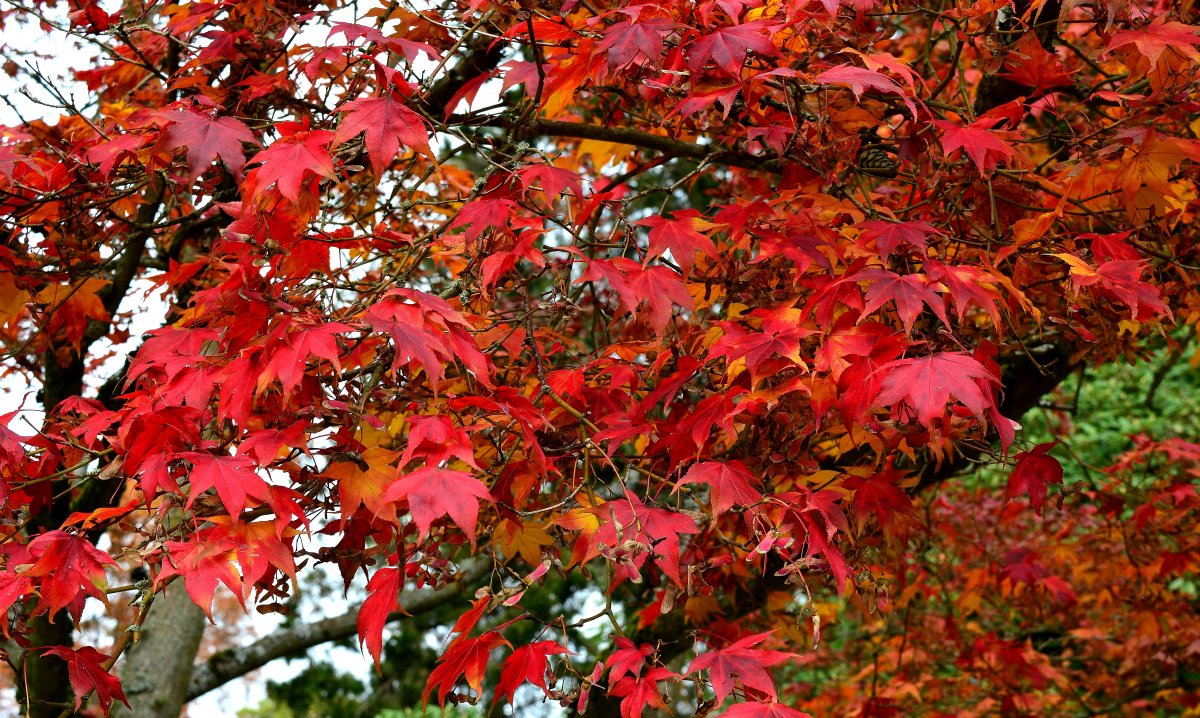 公園紅楓葉圖片,高清圖片