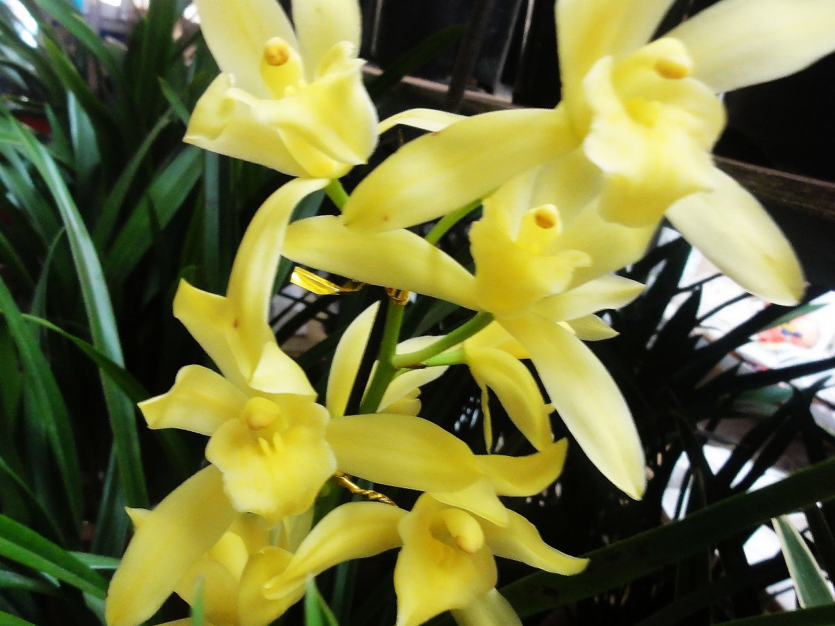 黄色剑兰花图片