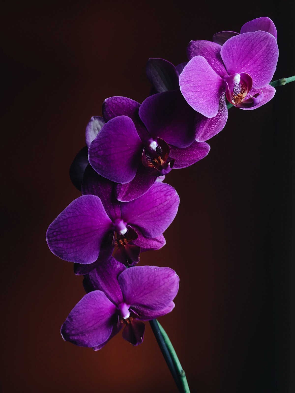 紫色蝴蝶兰品种图片 高清图片
