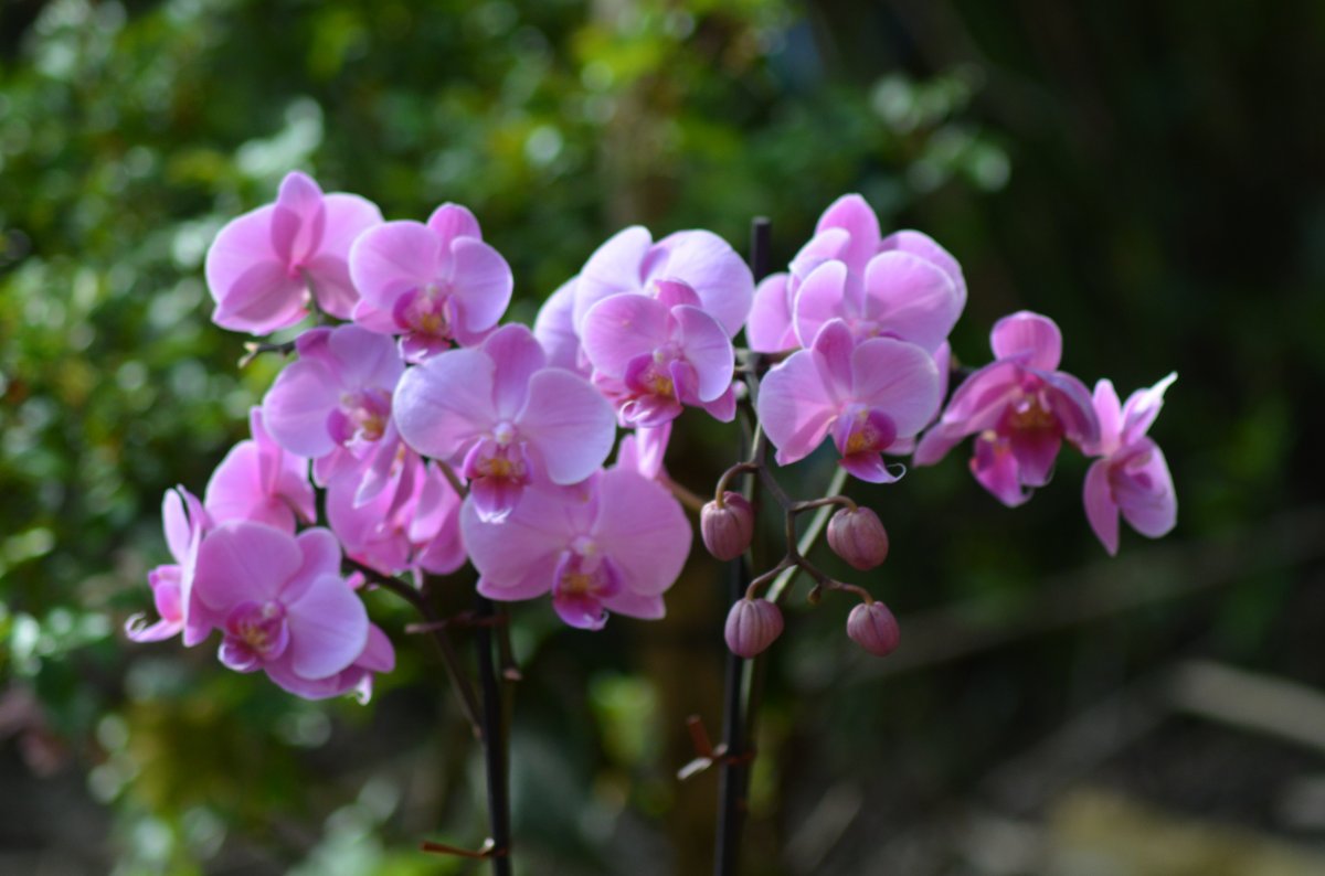 蝴蝶兰图片和花名(蝴蝶兰图片和花名有关)