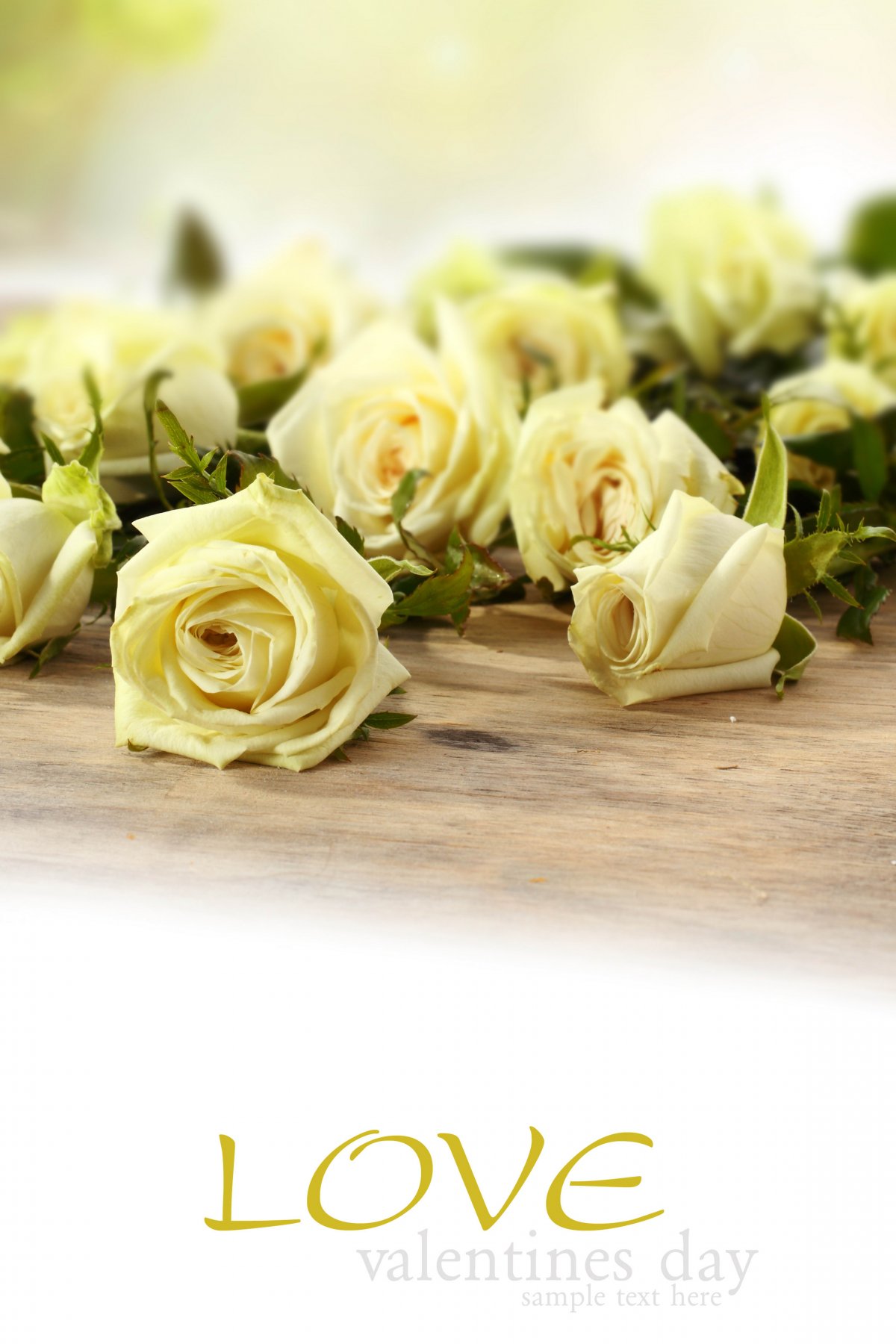 白色的玫瑰花图片,高清图片