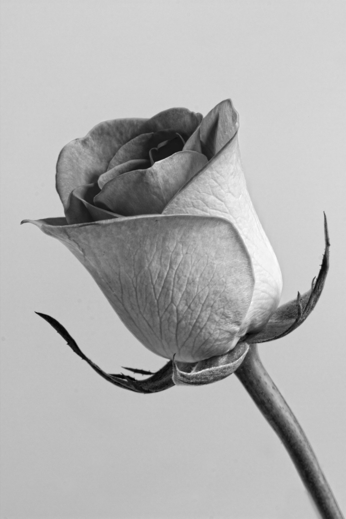 玫瑰花黑白悲伤图片