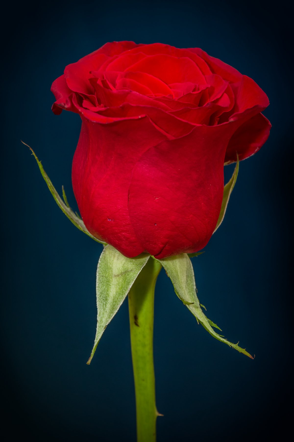 一支红色玫瑰花图片,高清图片
