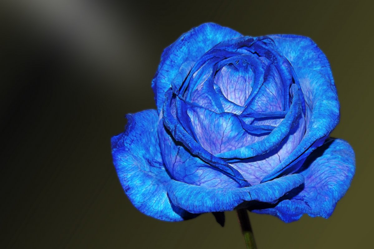 玫瑰花壁纸 一朵 蓝色图片