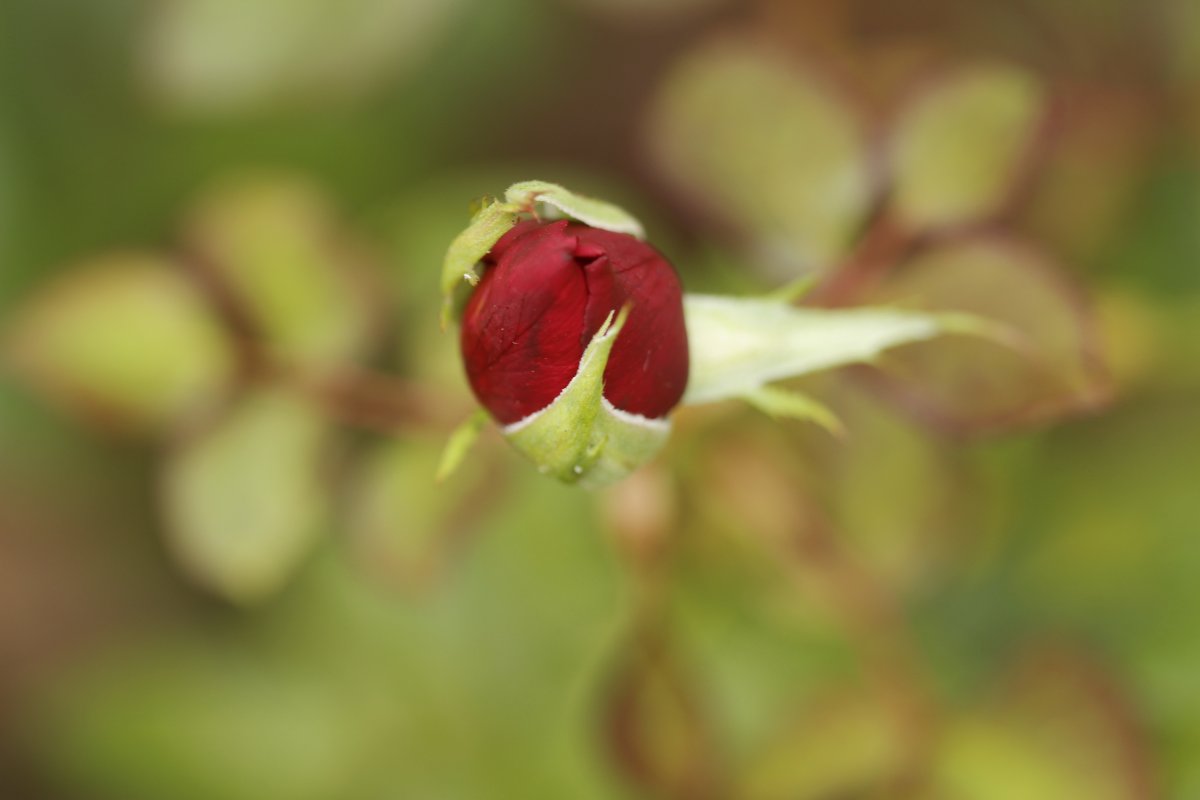 玫瑰花花苞圖片