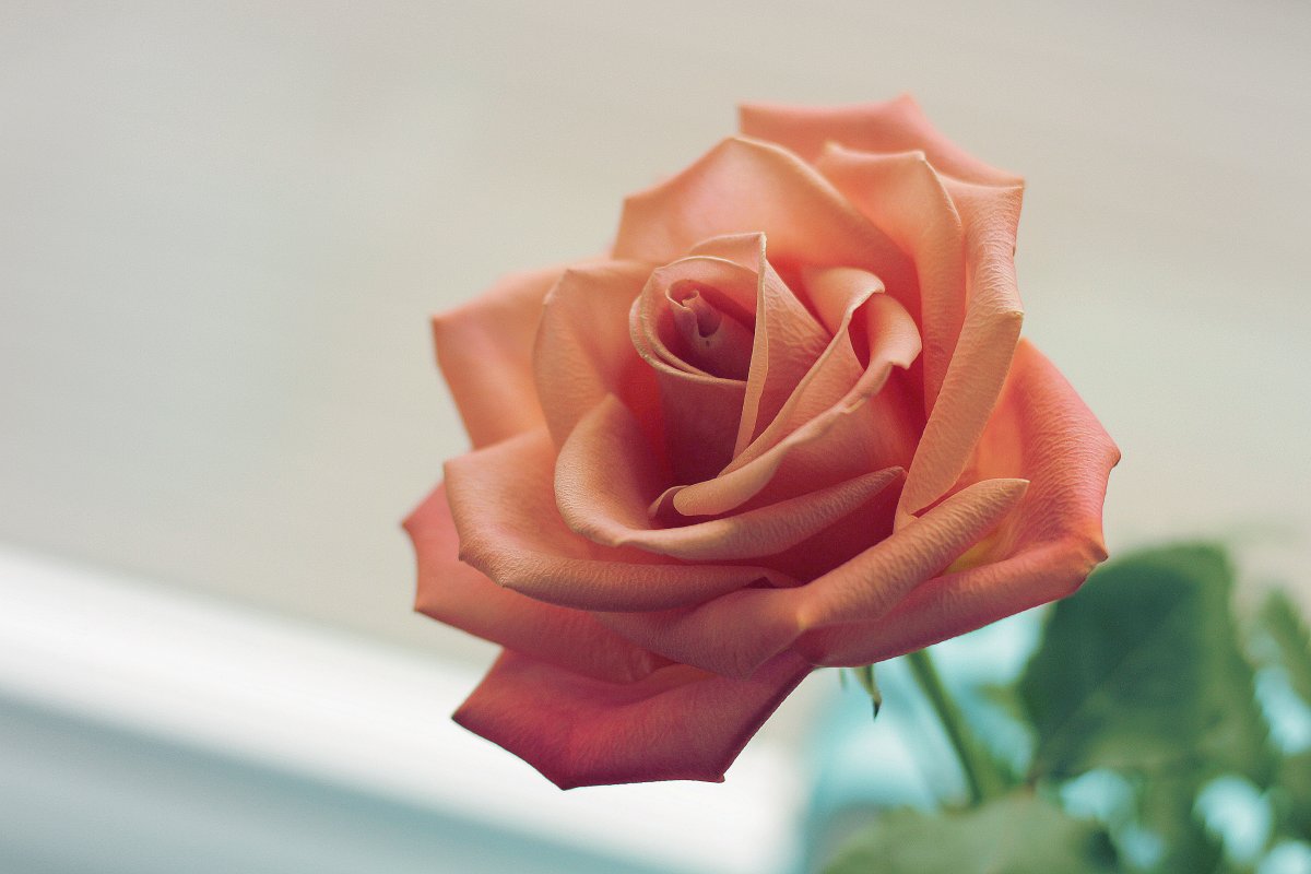 唯美非主流玫瑰花图片,高清图片