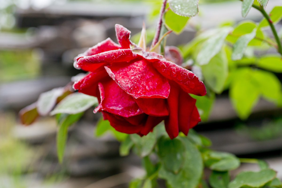 一支红玫瑰图片素材,高清图片