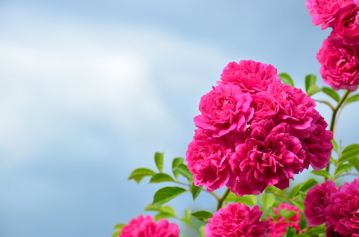 ppt玫瑰花背景图片