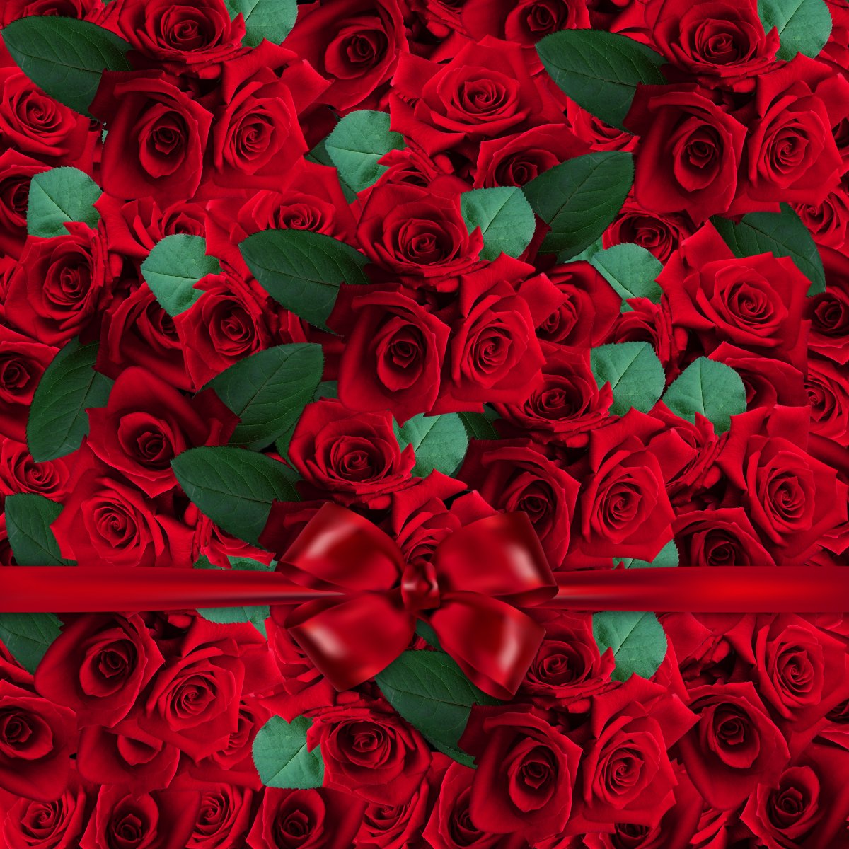 红玫瑰浪漫最美图片