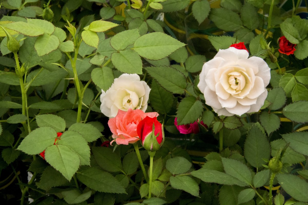 簡介:一組精美的花園開放玫瑰花圖片,花園,開放,玫瑰花,圖片,標籤