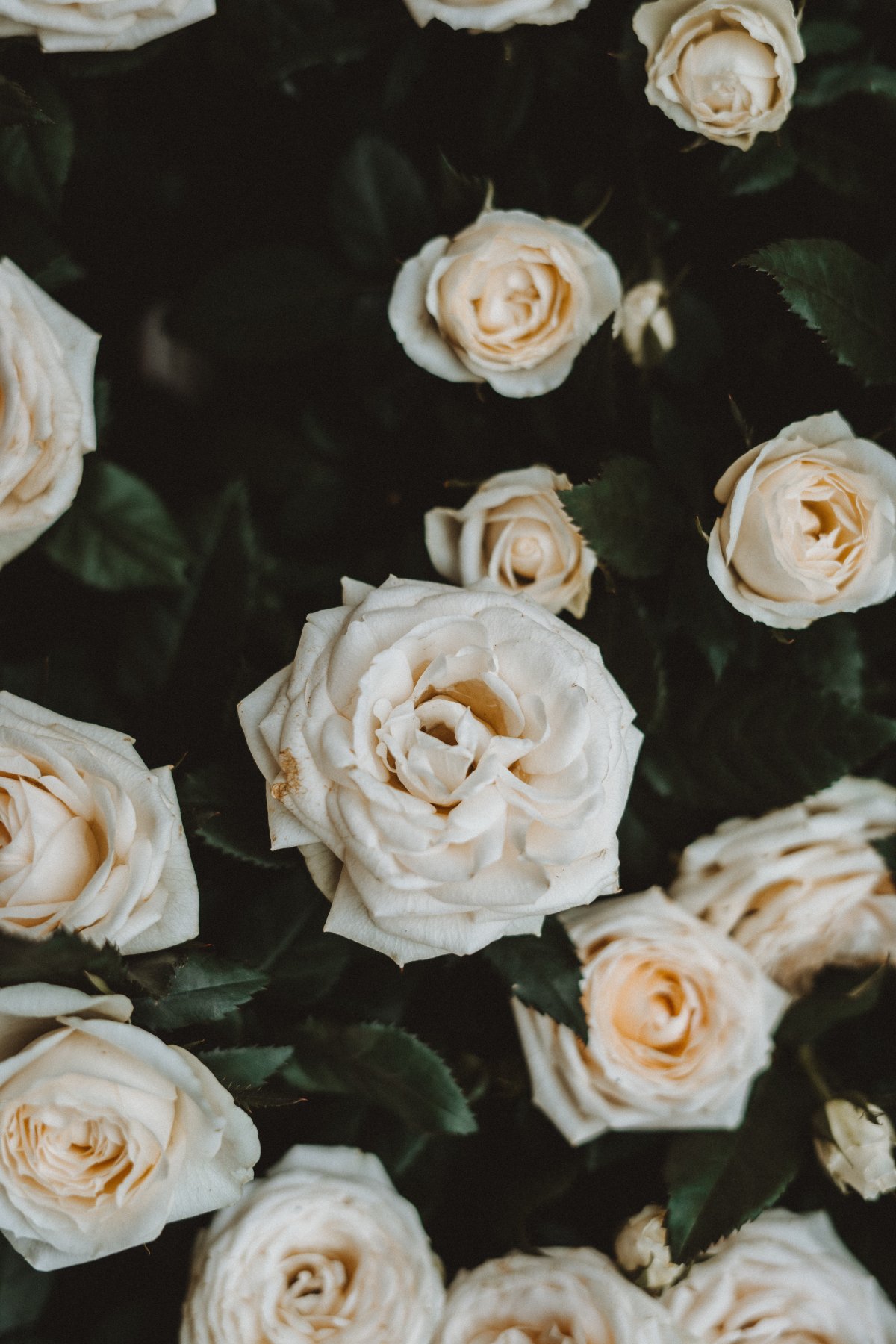 白色玫瑰花高清图片素材 高清图片