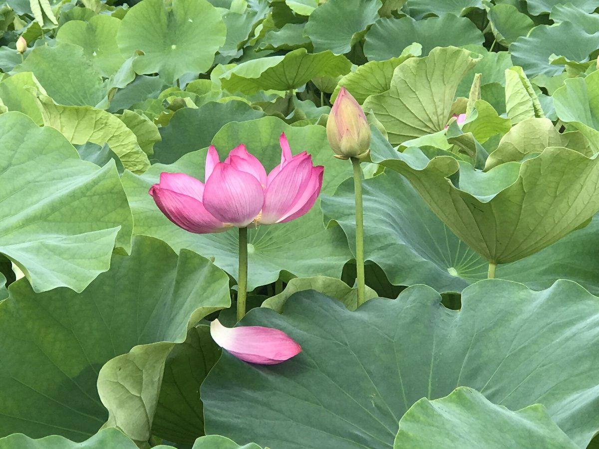 荷花塘風景攝影圖片