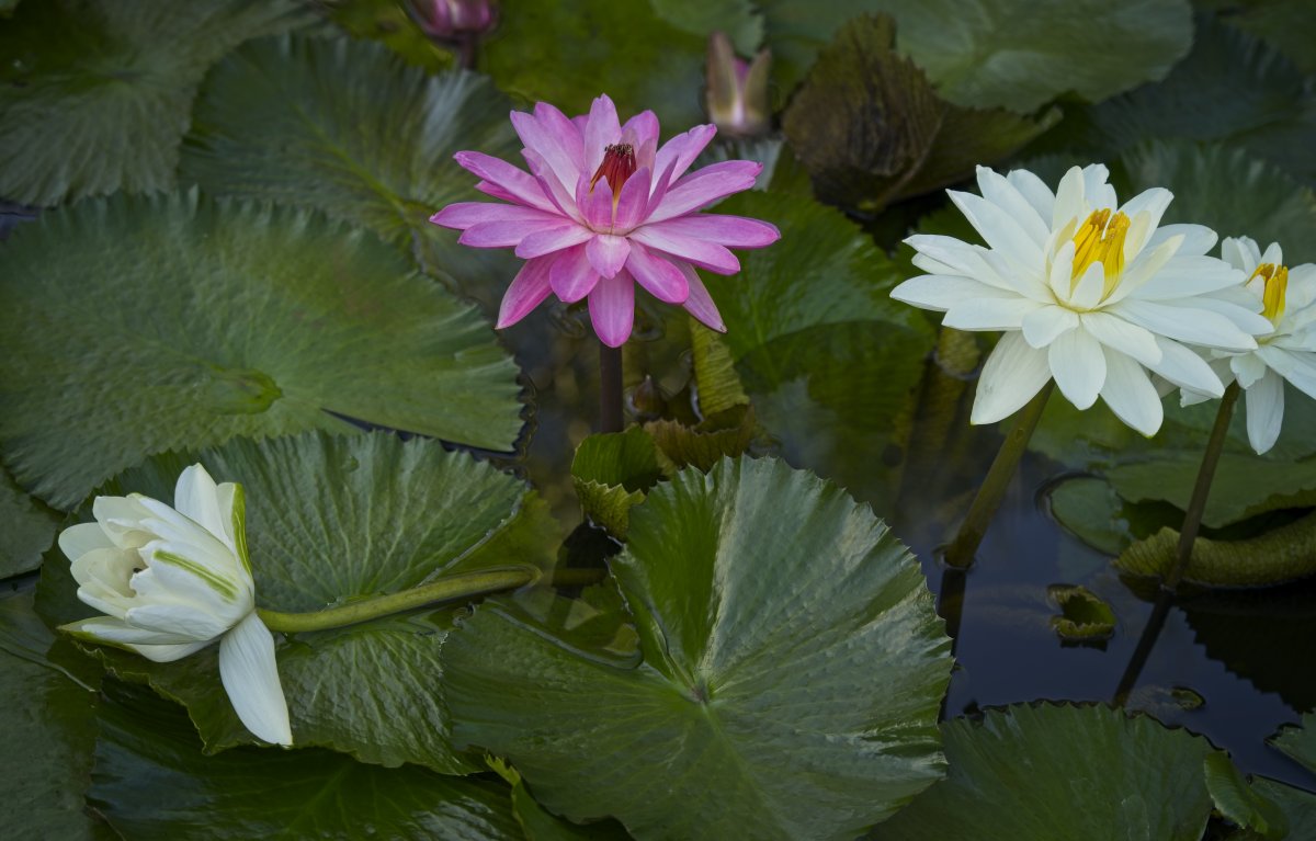 水生睡蓮花圖片