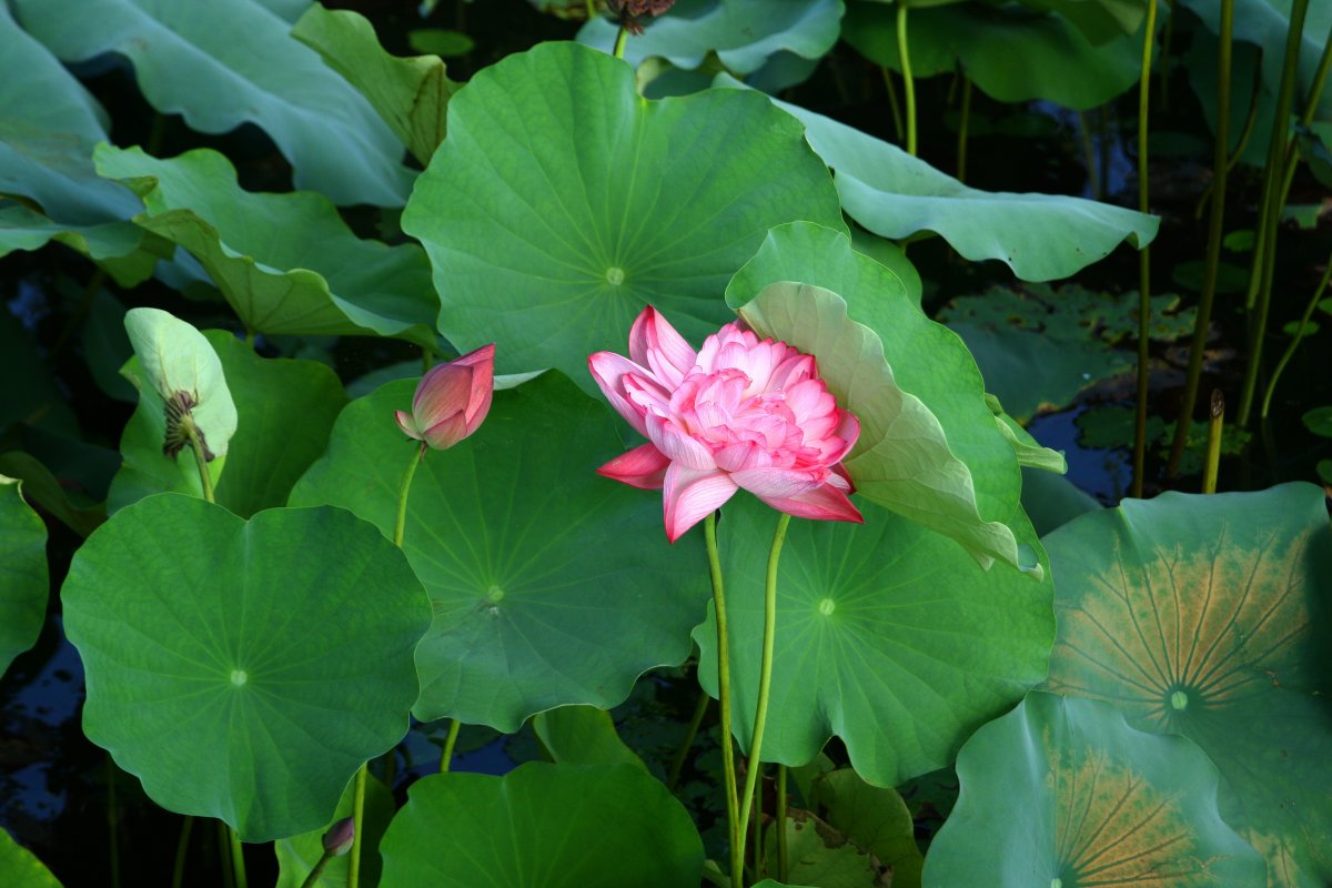 夏季池塘荷花風景圖片,高清圖片