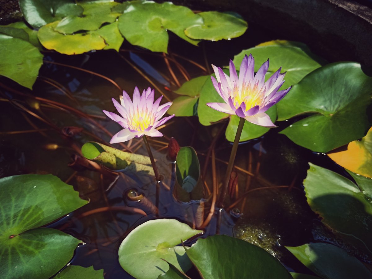 花池种什么花好看图片图片