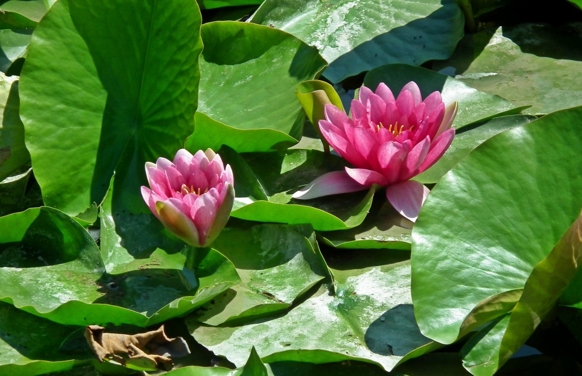 池塘睡蓮花風景圖片