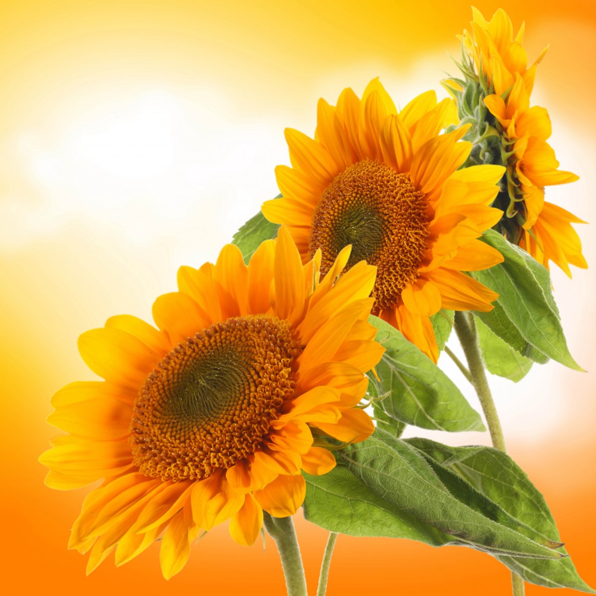 怒放的向日葵图片,高清图片