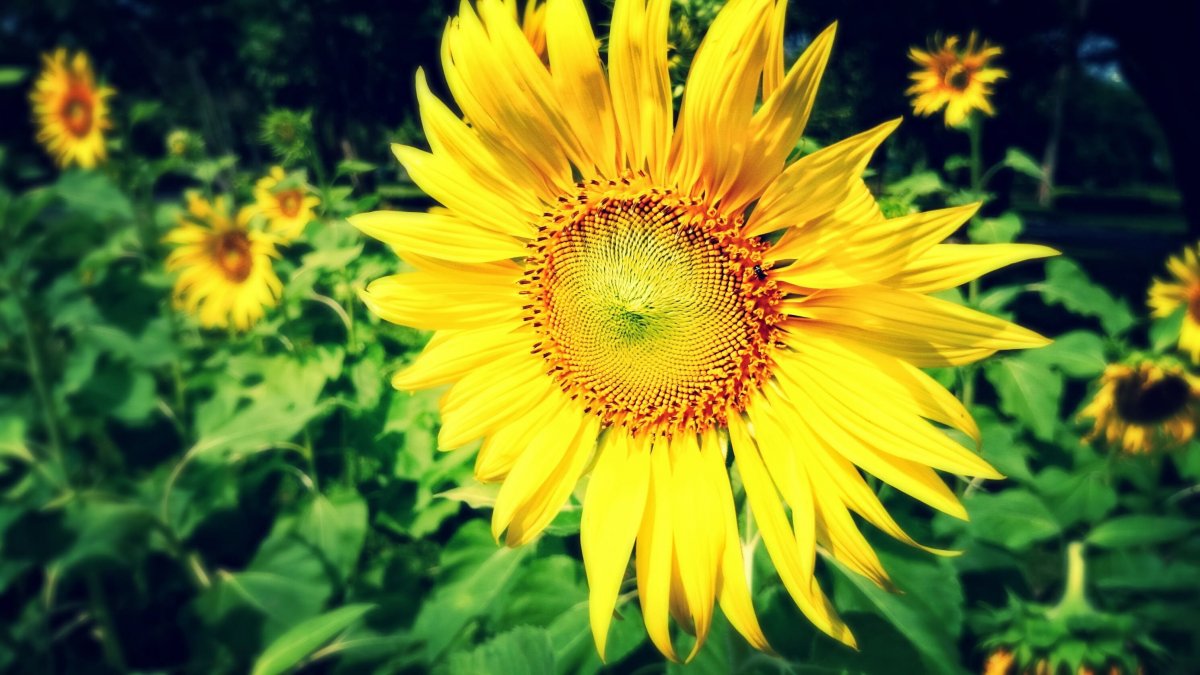 太阳花的图片大全大图图片