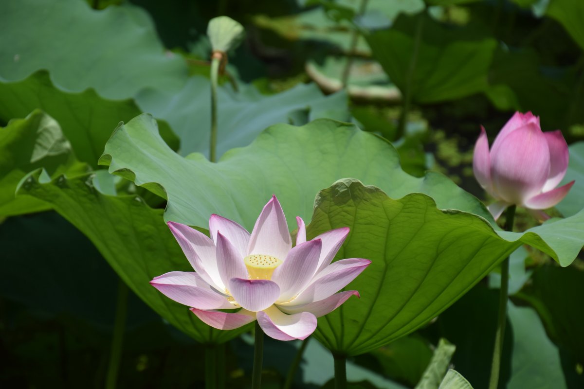 绿色荷花壁纸图片大全图片