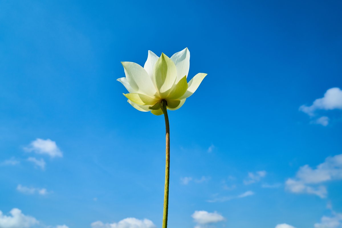 蓝天下一支荷花图片