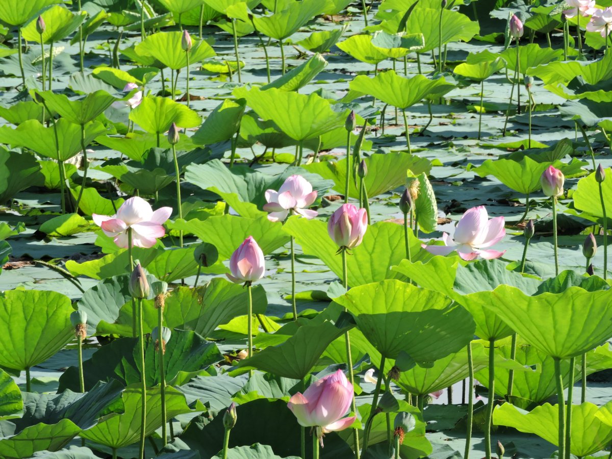 夏天池塘荷花圖片