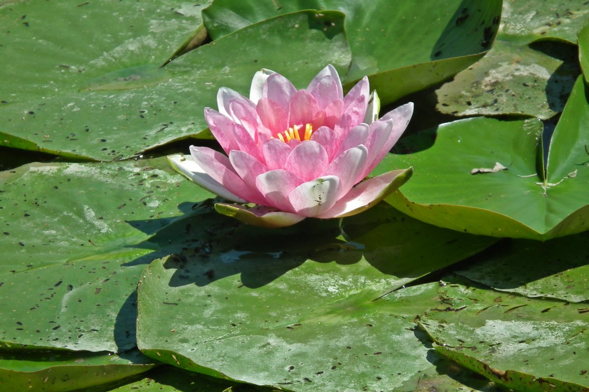 池塘粉色睡蓮花朵圖片