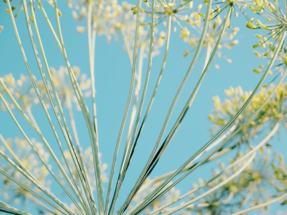 自然花朵植物图片