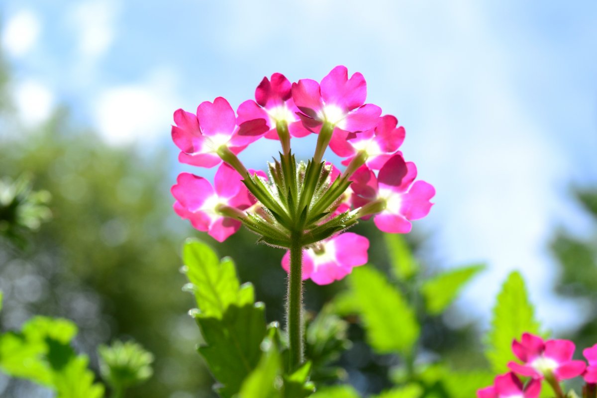 唯美花朵高清圖片