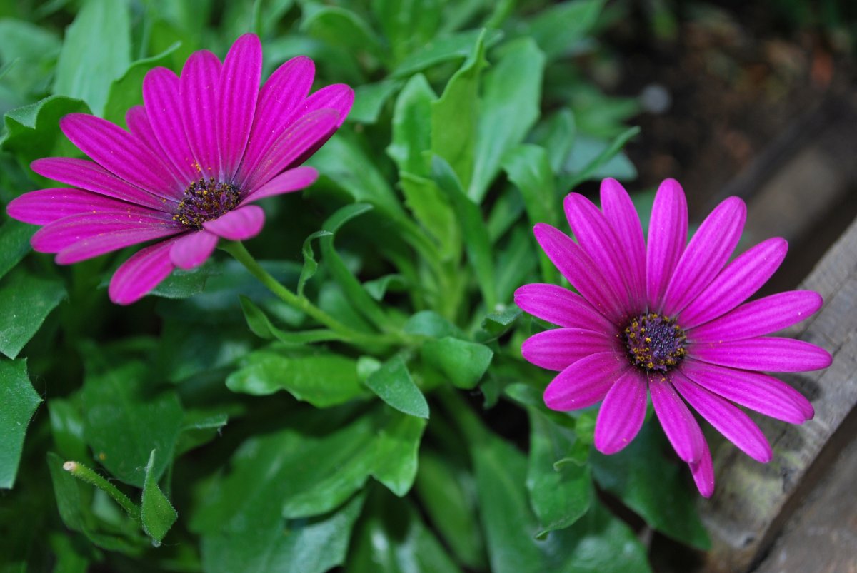 10种代表夏天的花(10种代表夏天的花的花语)