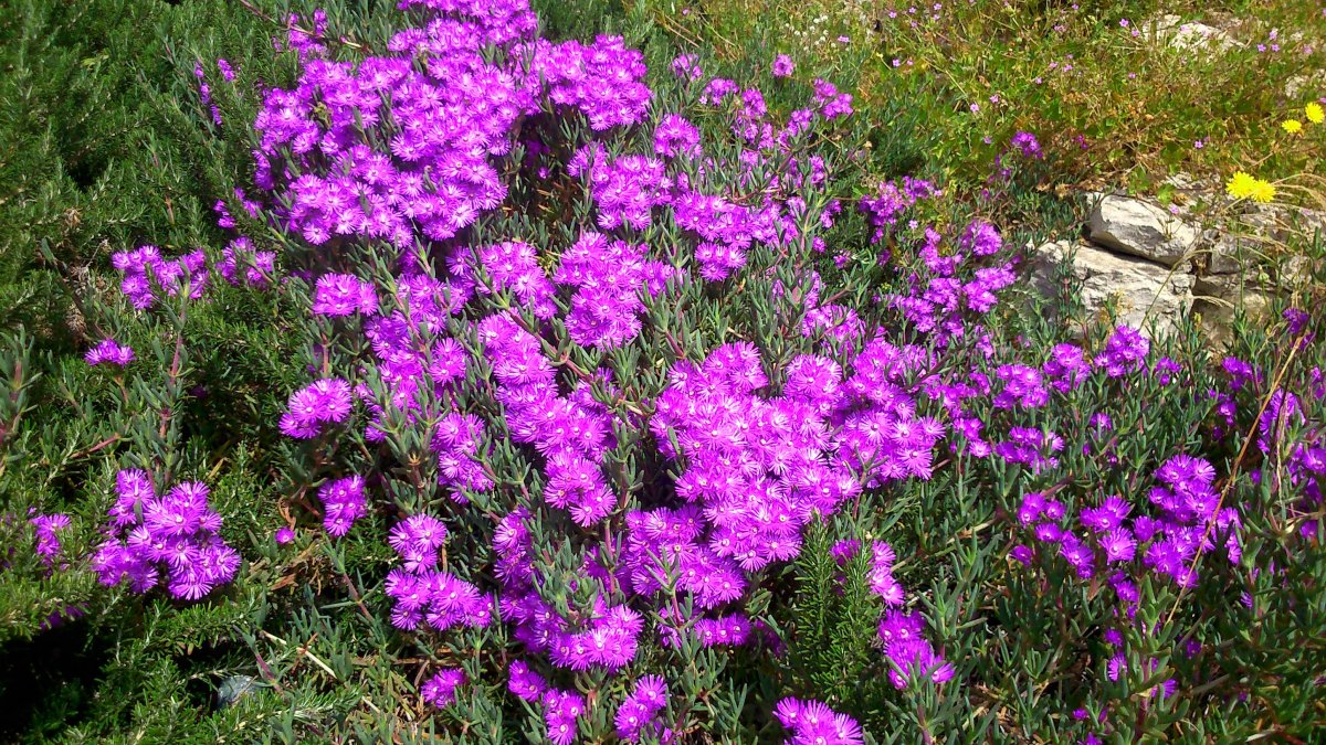 紫色花有哪些(农村山上紫色花有哪些)