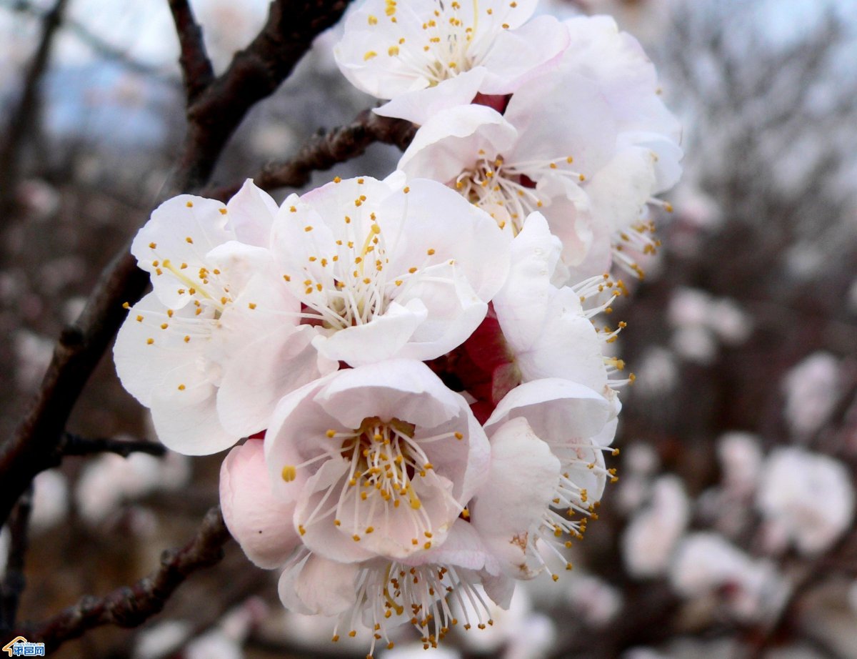 杏花高清图片素材 高清图片