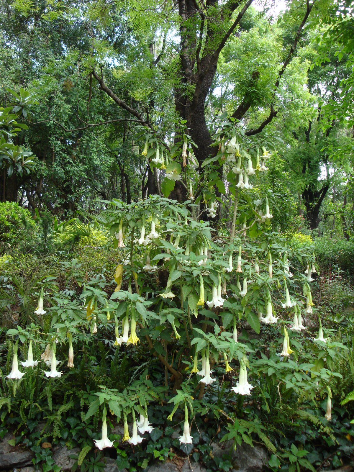 曼陀罗高清图片