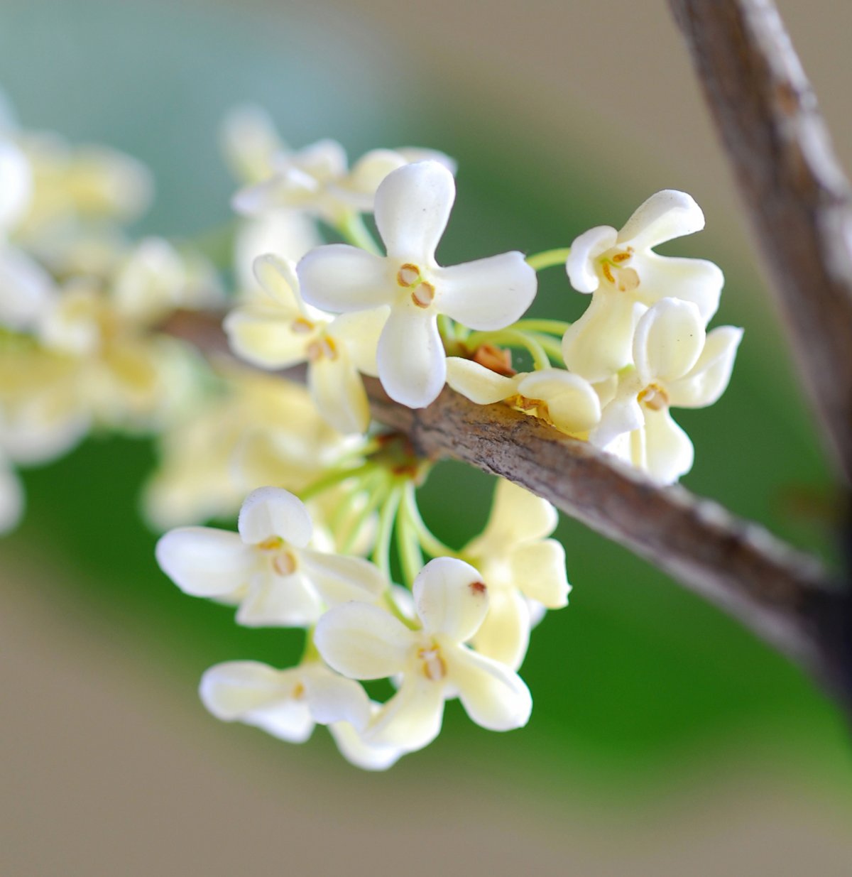 桂花图片高清(桂花图片高清壁纸)